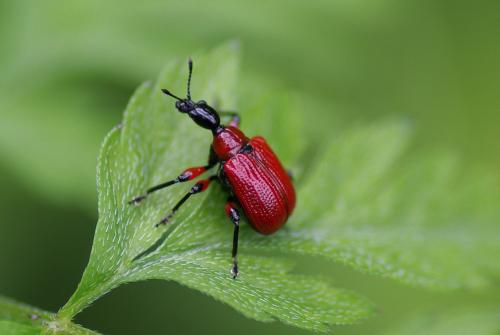 Réf. 231 657 : Apoderus coryli